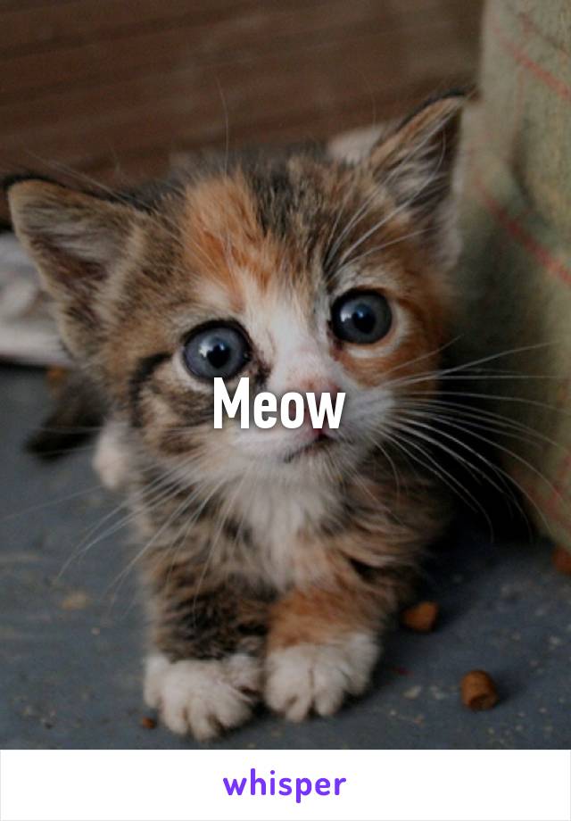 Meow 