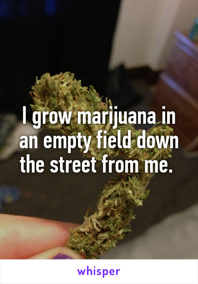 I grow marijuana in an empty field down the street from me. 