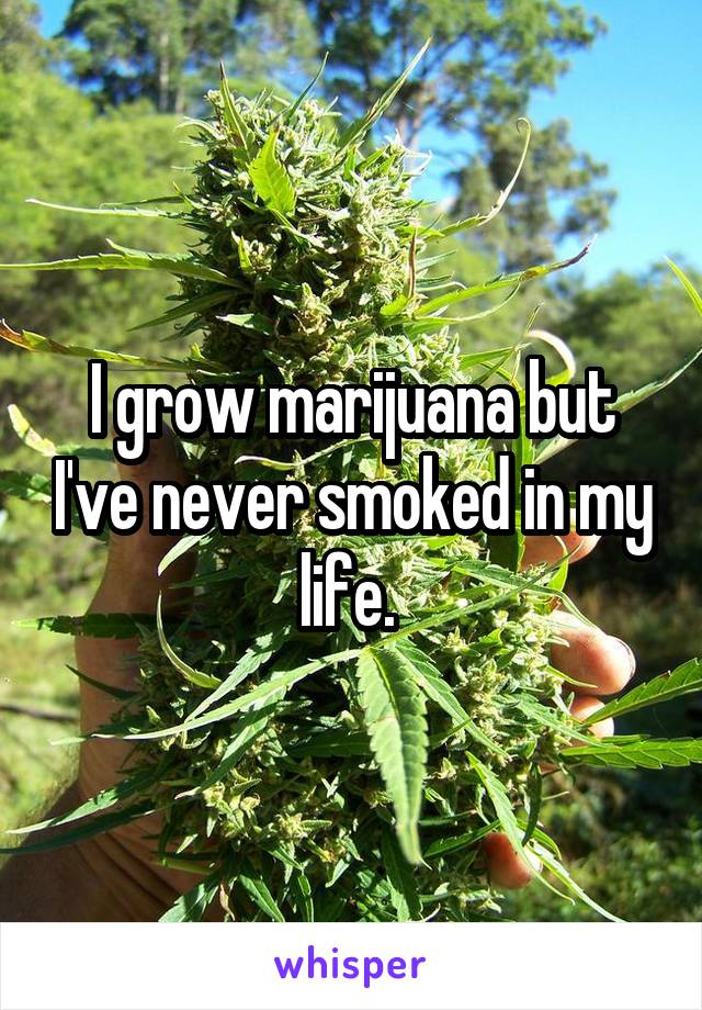 I grow marijuana but I've never smoked in my life. 