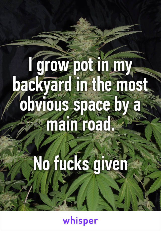 I grow pot in my backyard in the most obvious space by a main road.

No fucks given