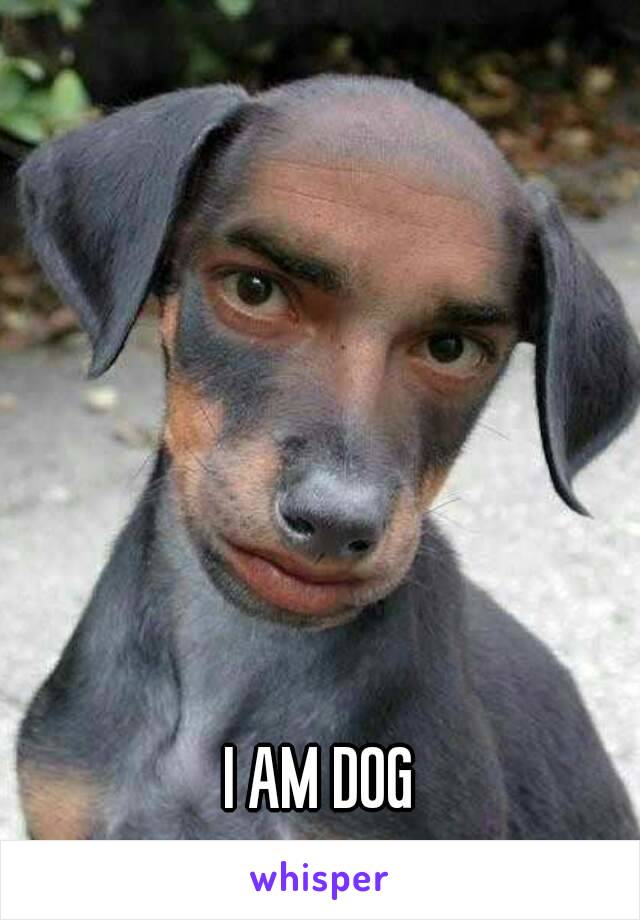 






I AM DOG