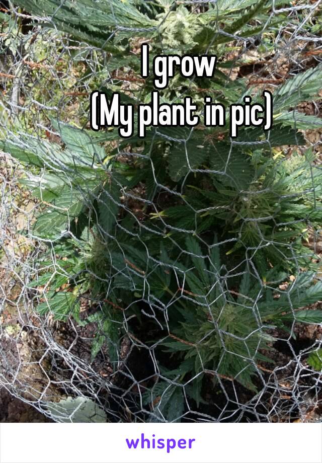 I grow 
(My plant in pic)