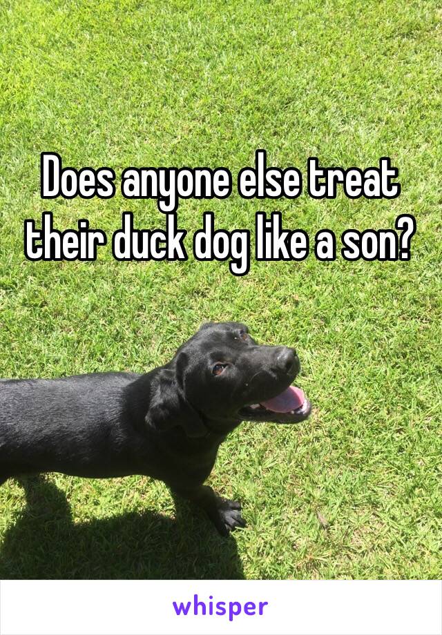 Does anyone else treat their duck dog like a son?