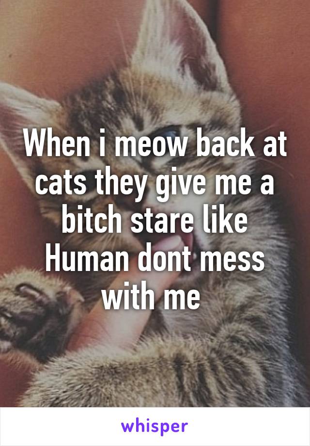 When i meow back at cats they give me a bitch stare like Human dont mess with me 