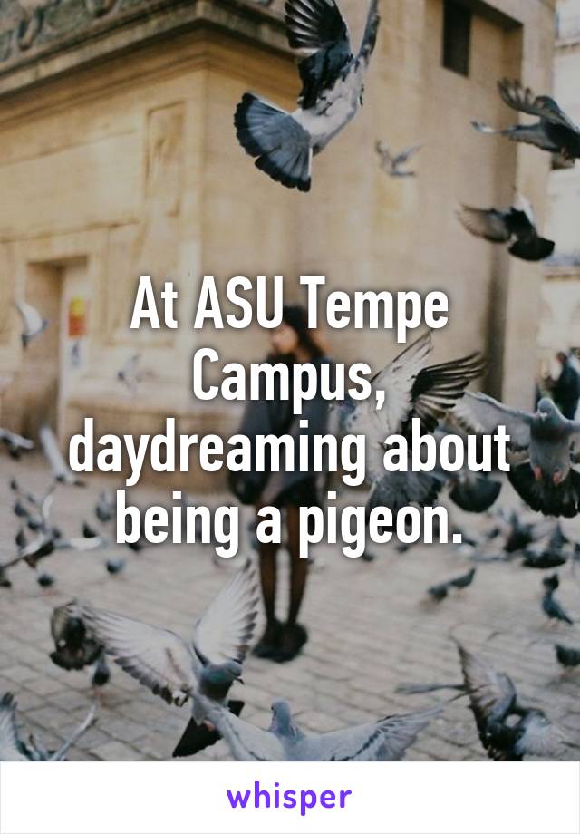 At ASU Tempe Campus, daydreaming about being a pigeon.