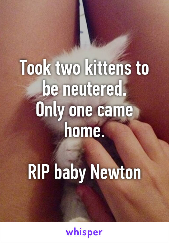 Took two kittens to be neutered.
Only one came home.

RIP baby Newton