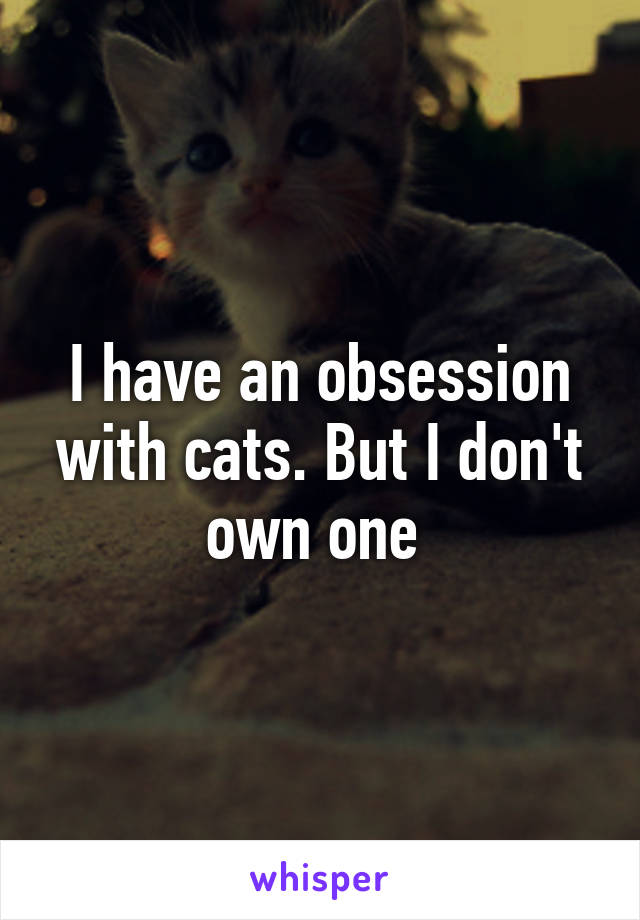 I have an obsession with cats. But I don't own one 