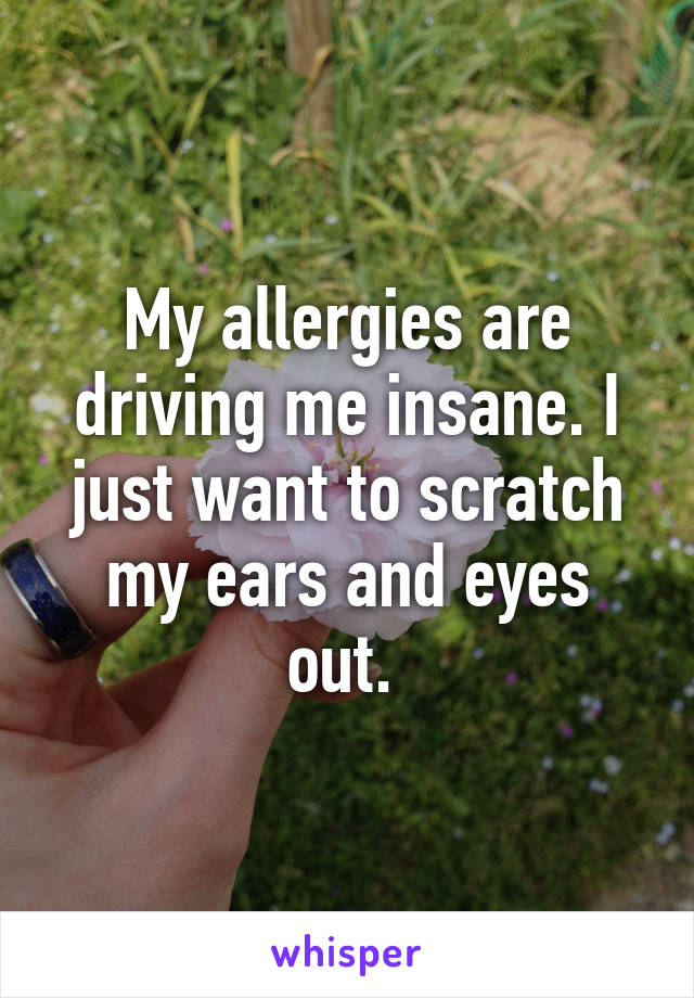 My allergies are driving me insane. I just want to scratch my ears and eyes out. 