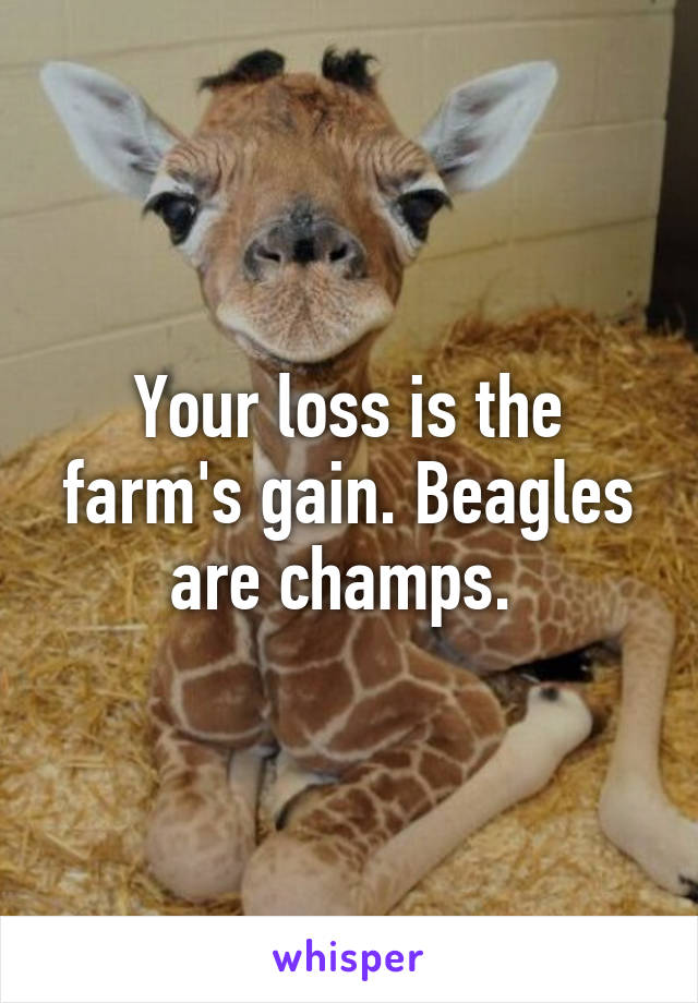 Your loss is the farm's gain. Beagles are champs. 