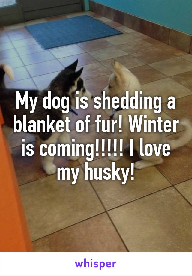 My dog is shedding a blanket of fur! Winter is coming!!!!! I love my husky!