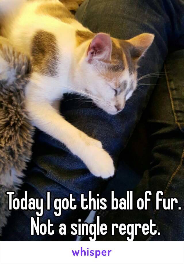 Today I got this ball of fur. Not a single regret.
