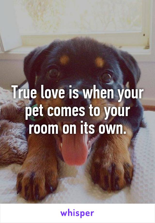 True love is when your pet comes to your room on its own.