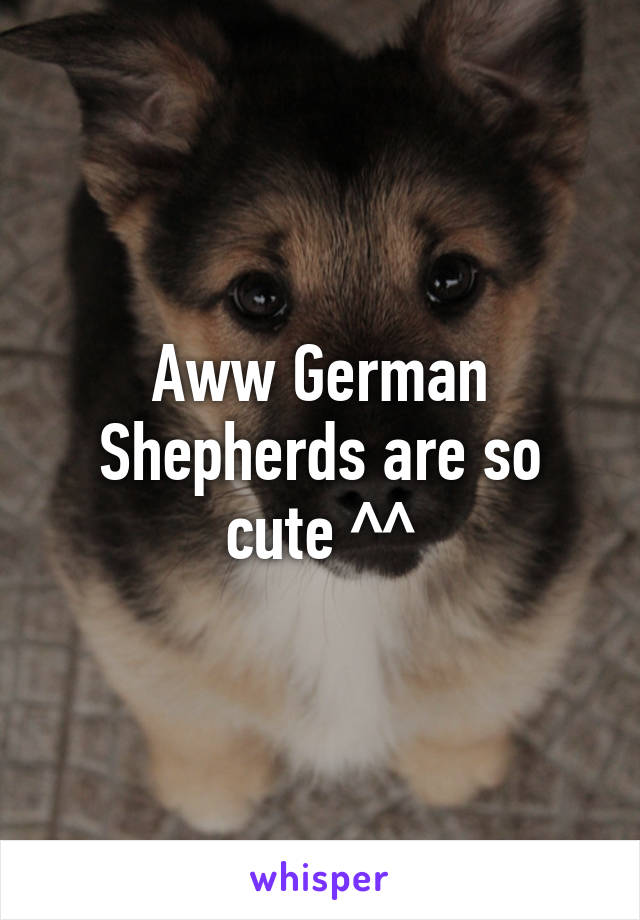 Aww German Shepherds are so cute ^^