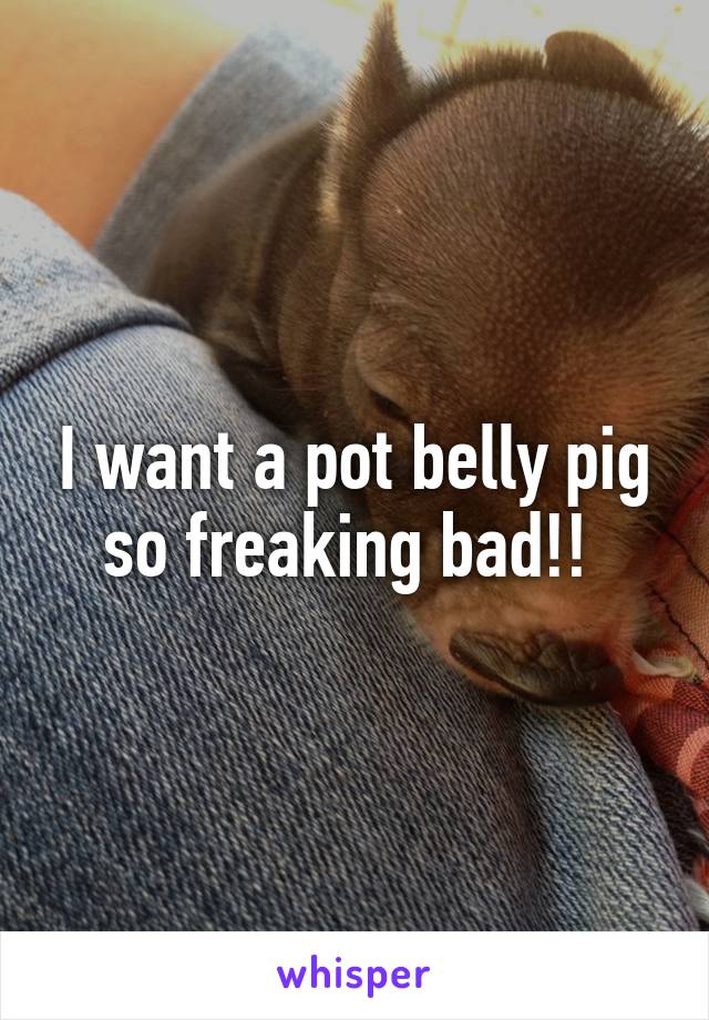 I want a pot belly pig so freaking bad!! 