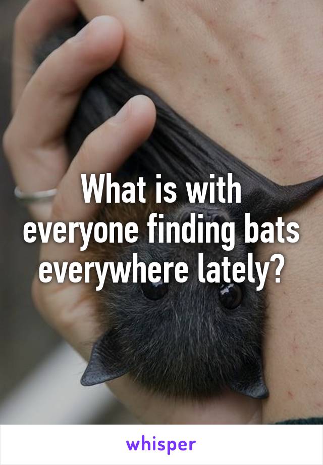 What is with everyone finding bats everywhere lately?