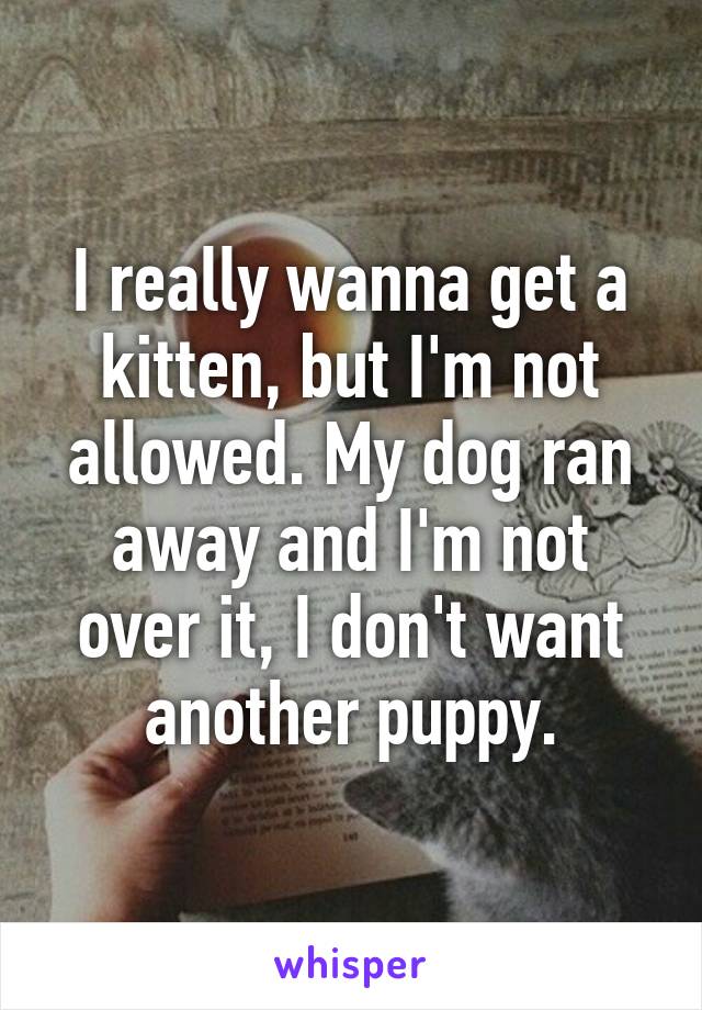 I really wanna get a kitten, but I'm not allowed. My dog ran away and I'm not over it, I don't want another puppy.