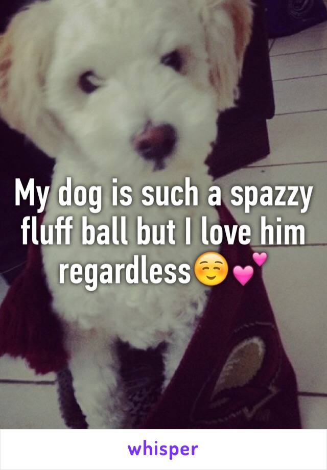 My dog is such a spazzy fluff ball but I love him regardless☺️💕