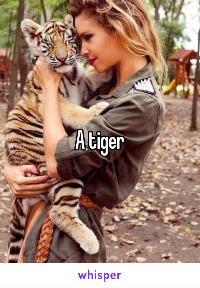 A tiger