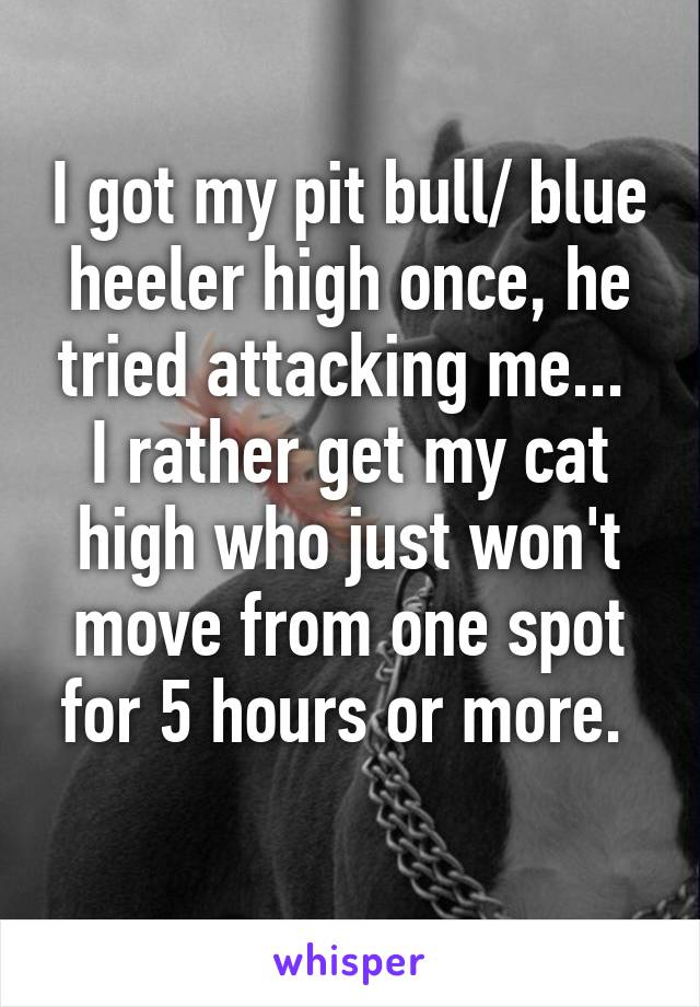 I got my pit bull/ blue heeler high once, he tried attacking me... 
I rather get my cat high who just won't move from one spot for 5 hours or more. 
