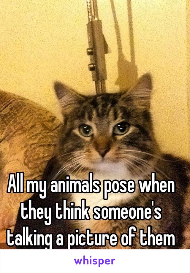 All my animals pose when they think someone's talking a picture of them 