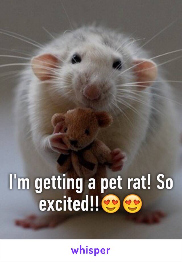 I'm getting a pet rat! So excited!!😍😍