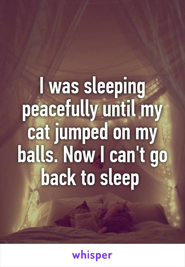 I was sleeping peacefully until my cat jumped on my balls. Now I can't go back to sleep 