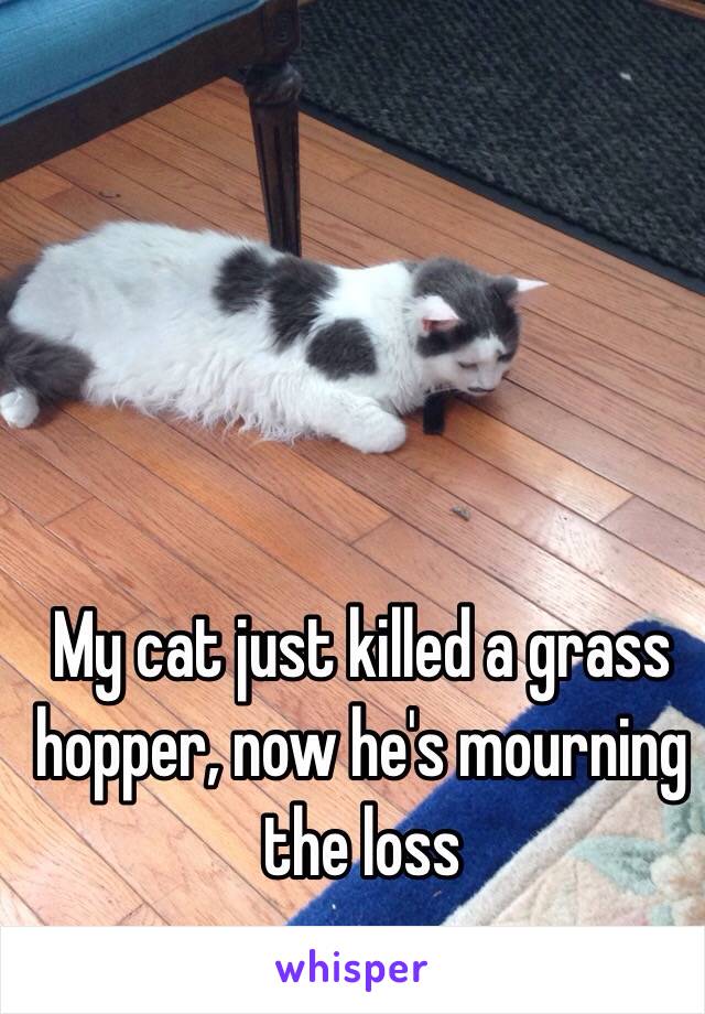 My cat just killed a grass hopper, now he's mourning the loss