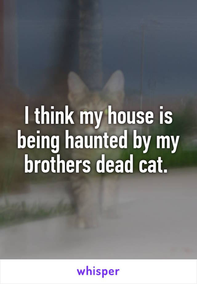 I think my house is being haunted by my brothers dead cat. 