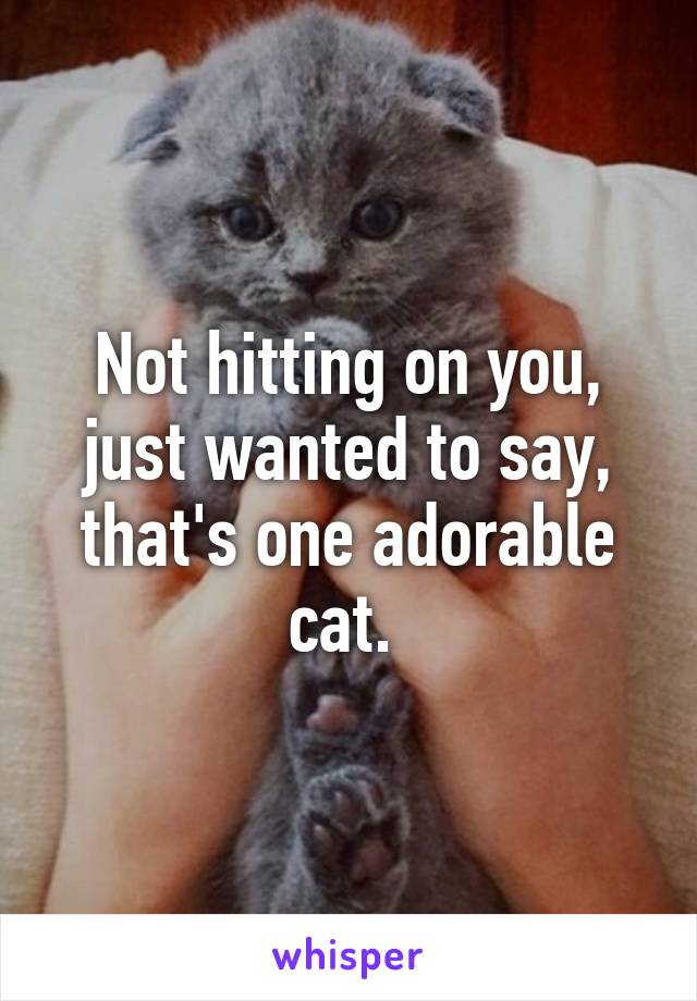 Not hitting on you, just wanted to say, that's one adorable cat. 