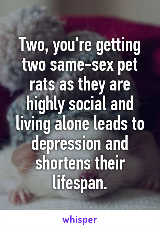 Two, you're getting two same-sex pet rats as they are highly social and living alone leads to depression and shortens their lifespan.