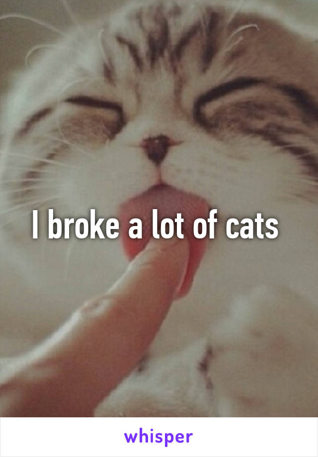 I broke a lot of cats 