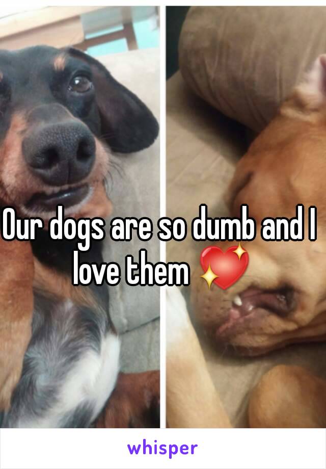 Our dogs are so dumb and I love them 💖