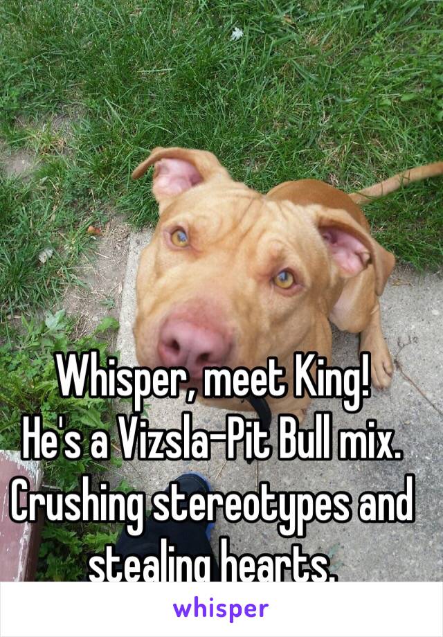 Whisper, meet King! 
He's a Vizsla-Pit Bull mix. 
Crushing stereotypes and stealing hearts. 