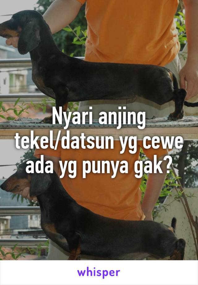 Nyari anjing tekel/datsun yg cewe ada yg punya gak?