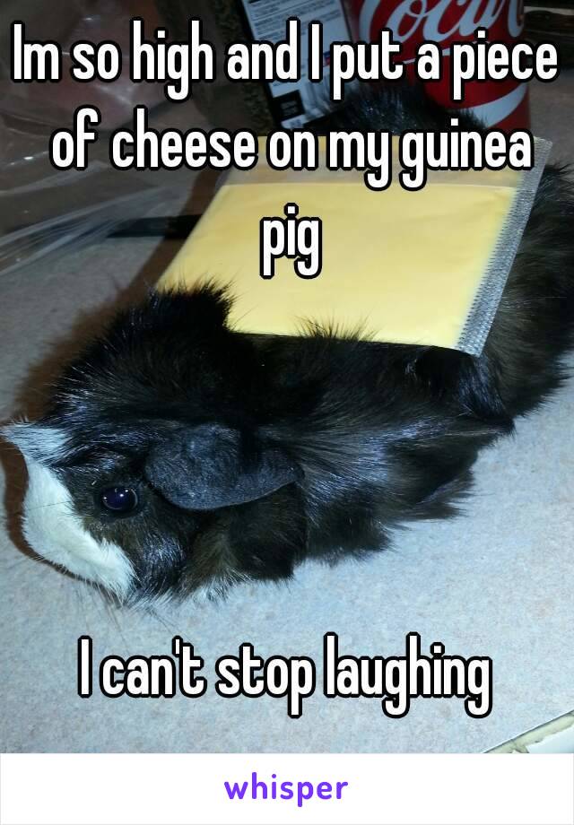 Im so high and I put a piece of cheese on my guinea pig




I can't stop laughing