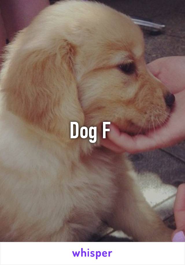 Dog F 