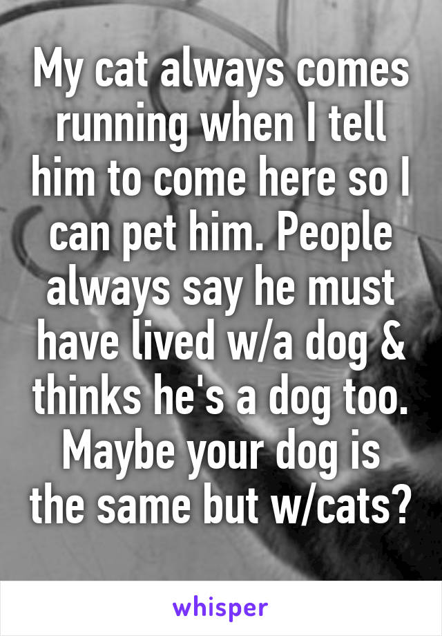 My cat always comes running when I tell him to come here so I can pet him. People always say he must have lived w/a dog & thinks he's a dog too. Maybe your dog is the same but w/cats? 