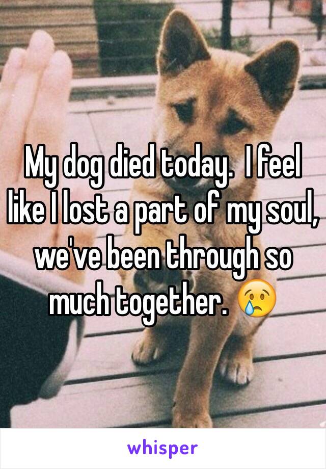 My dog died today.  I feel like I lost a part of my soul, we've been through so much together. ðŸ˜¢