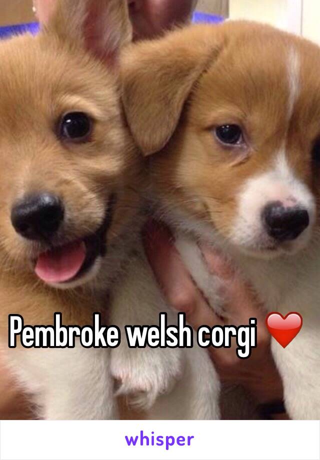 Pembroke welsh corgi ❤️