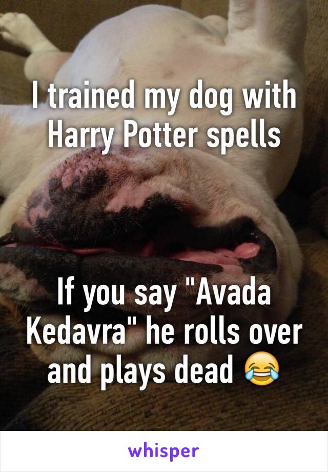 I trained my dog with Harry Potter spells 



If you say "Avada Kedavra" he rolls over and plays dead 😂