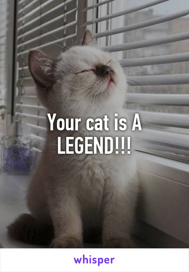Your cat is A LEGEND!!!