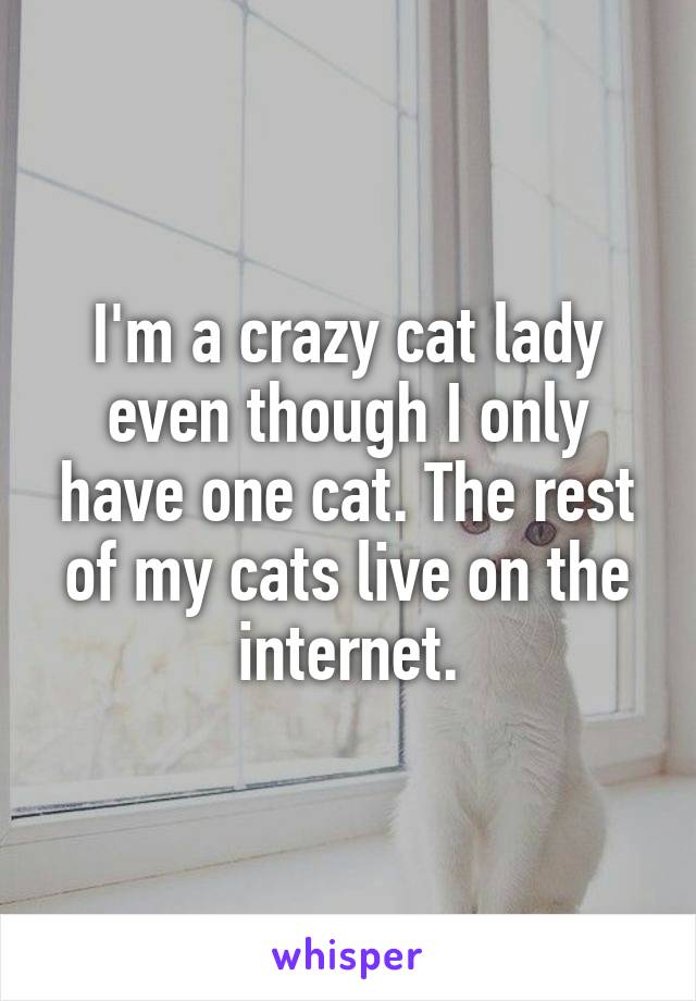 I'm a crazy cat lady even though I only have one cat. The rest of my cats live on the internet.