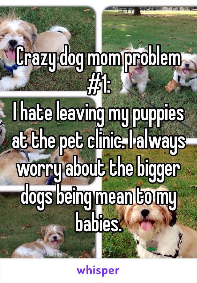   Crazy dog mom problem #1:
I hate leaving my puppies at the pet clinic. I always worry about the bigger dogs being mean to my babies.