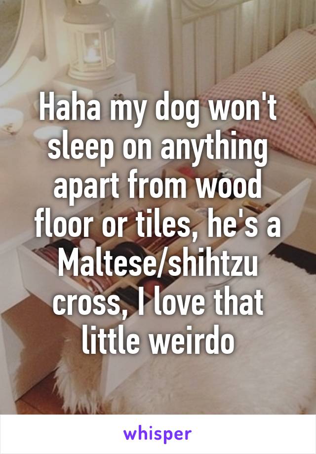 Haha my dog won't sleep on anything apart from wood floor or tiles, he's a Maltese/shihtzu cross, I love that little weirdo