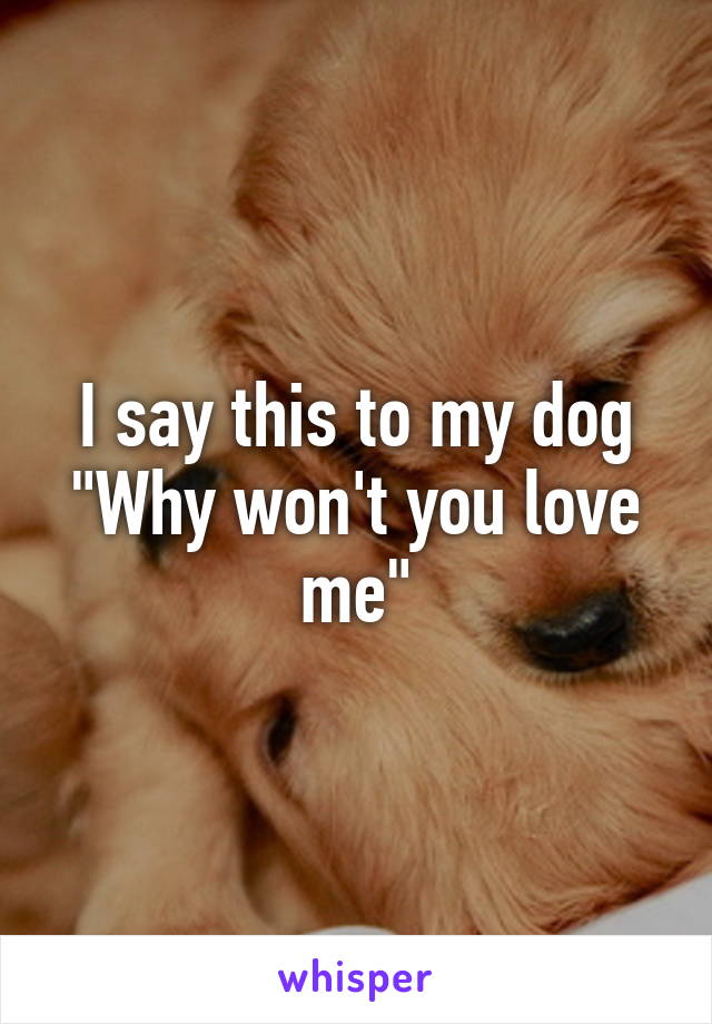 I say this to my dog
"Why won't you love me"