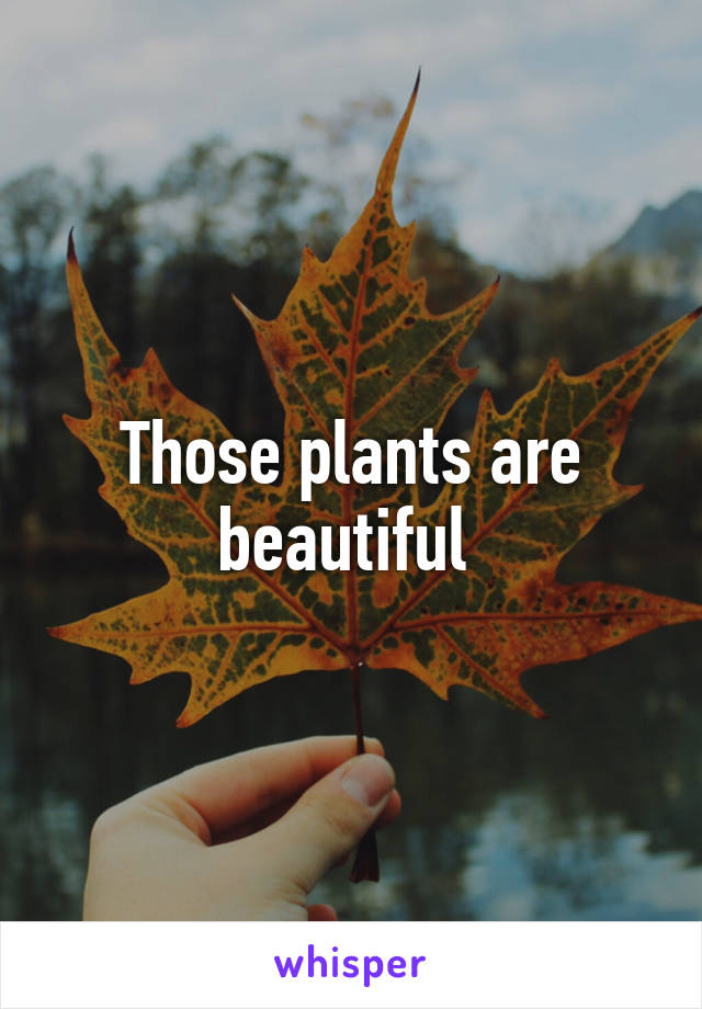 Those plants are beautiful 