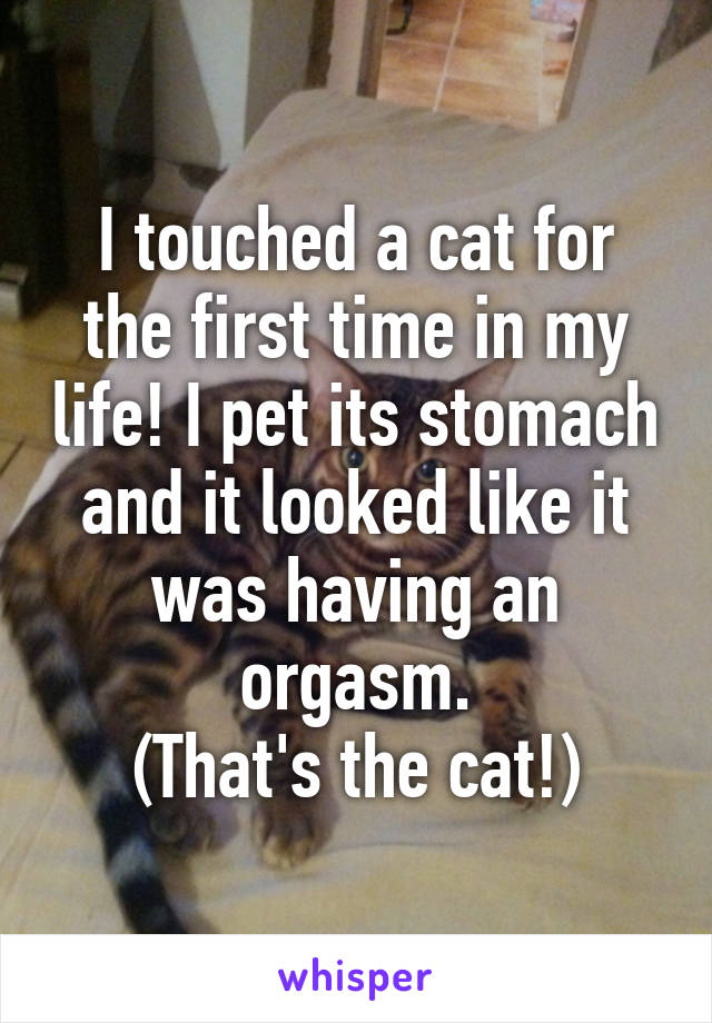 I touched a cat for the first time in my life! I pet its stomach and it looked like it was having an orgasm.
(That's the cat!)