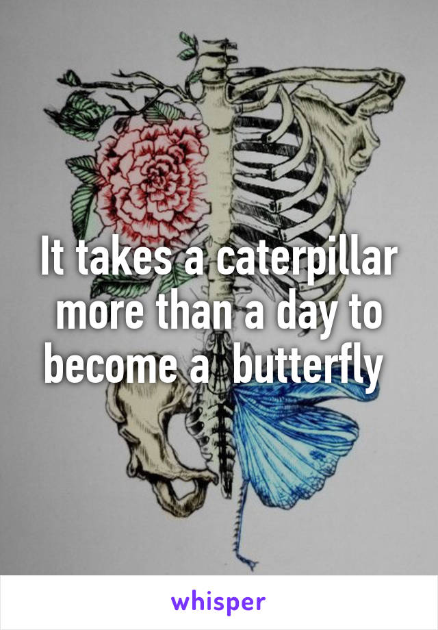 It takes a caterpillar more than a day to become a  butterfly 