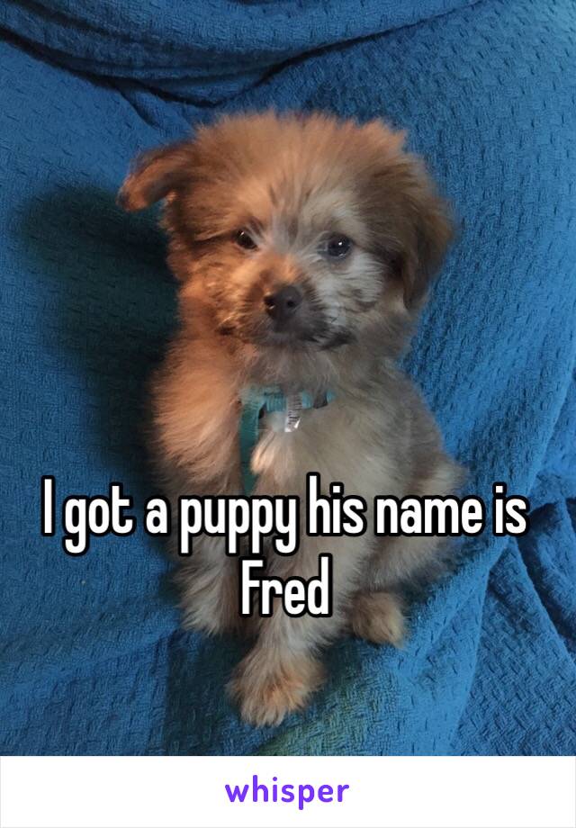 I got a puppy his name is Fred