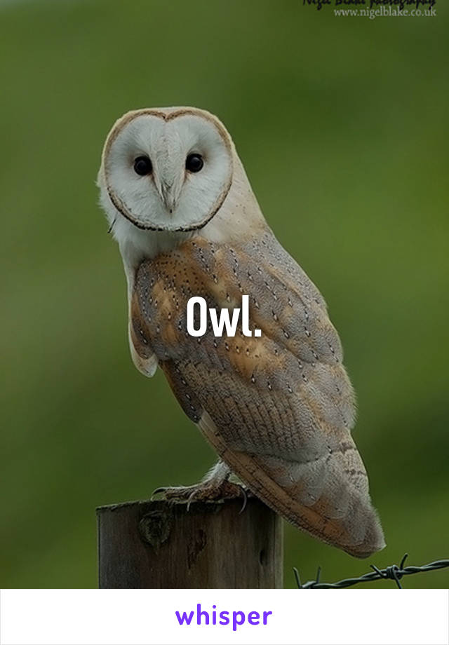 Owl.